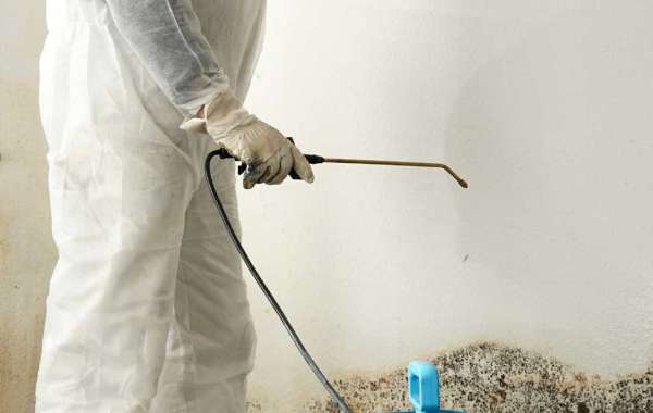 Find Your Silver Lining: Rainbow Mold Removal Services Illuminate Your Home
