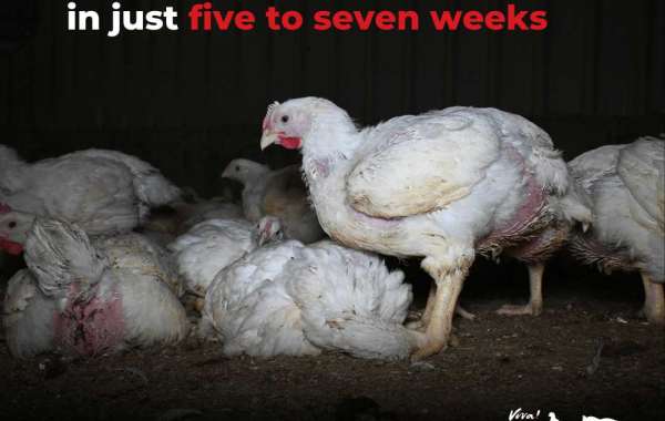 The Mistreatment of Chickens: Exposing the Hidden Cruelty