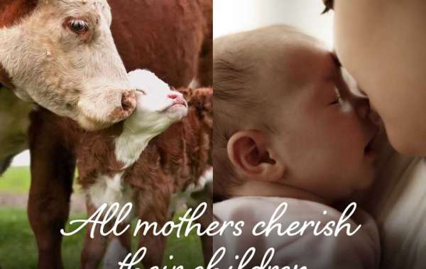 Exposing the Dark Side of Dairy: Understanding the Cruelty Within the Industry